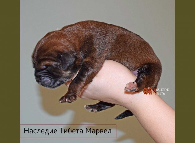 Щенки от пары Ерик х Конфета